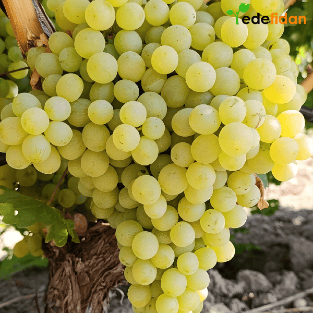 Ağın Üzüm Fidanı